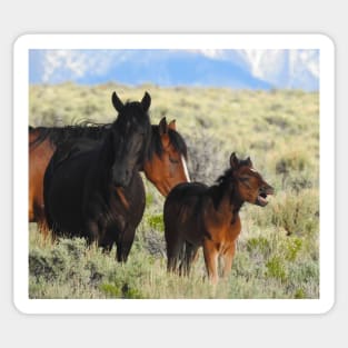 Wild horses, mustangs, wildlife, gifts Sticker